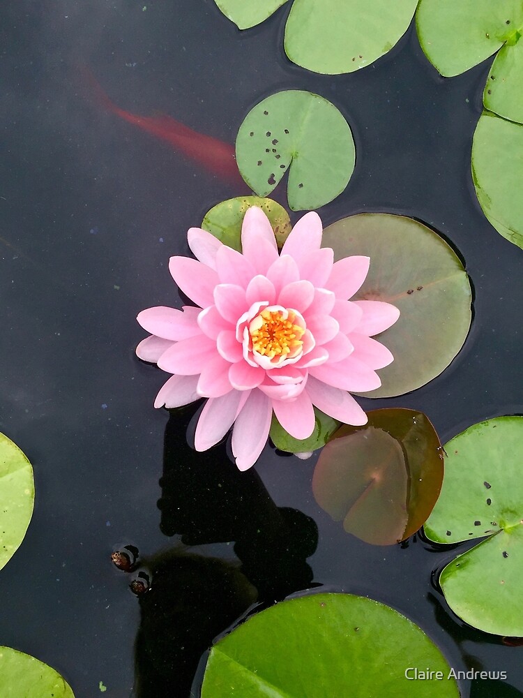 Beautiful Pink Lilypad Flower In The Water Greeting Card By Claireandrewss Redbubble