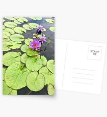Vibrant Purple Lilypad Postcards