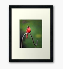 The Pensive Cardinal Framed Print