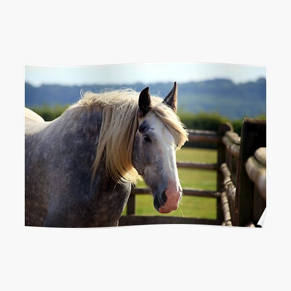 Redwings Major Poster