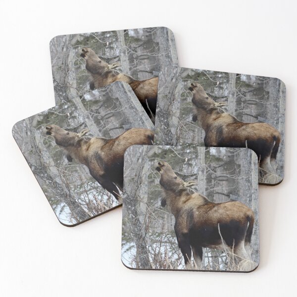 Item preview, Winter Moose designed and sold by pattymacphoto.