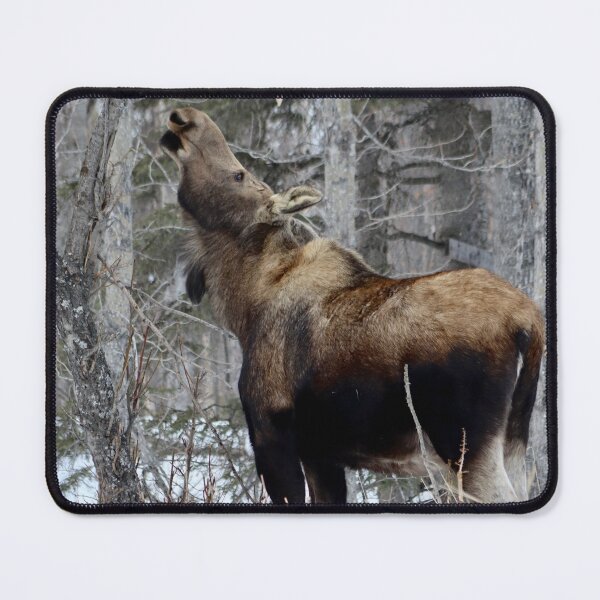 Item preview, Winter Moose designed and sold by pattymacphoto.