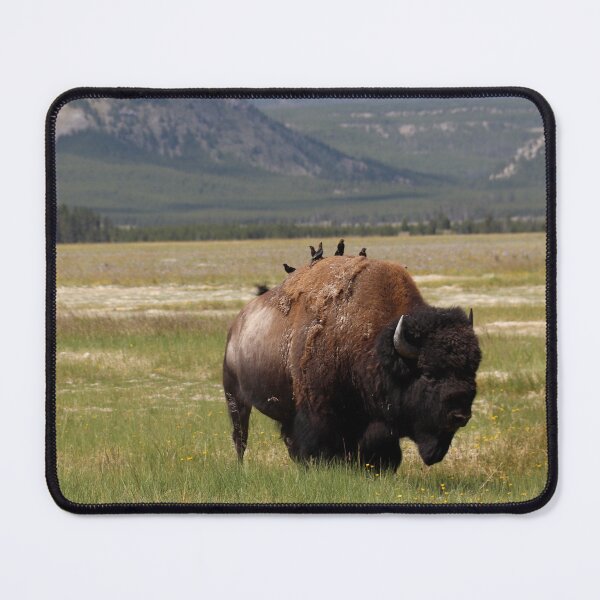 Item preview, Yellowstone Bison designed and sold by pattymacphoto.