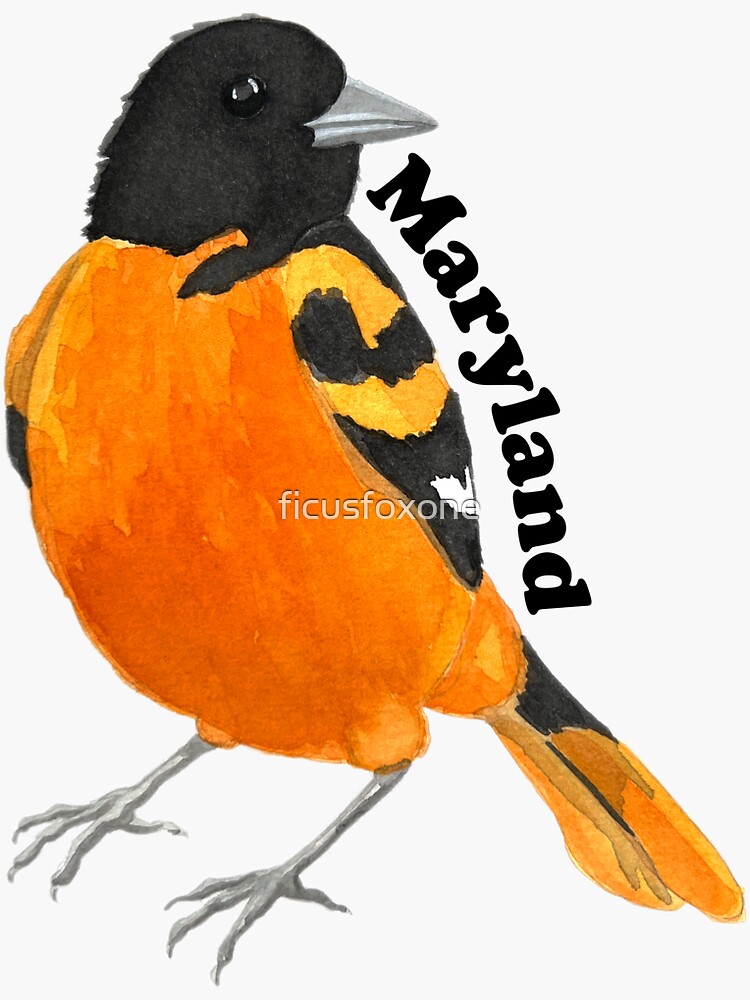 Stock Art Drawing of a Baltimore Oriole