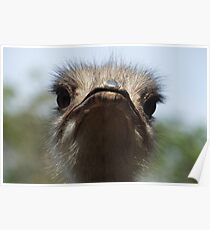 Ostrich face Poster