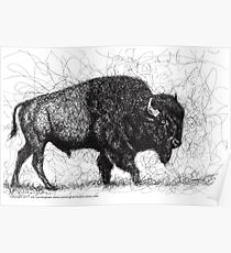 Buffalo Pen & Ink Scribble Drawing Poster
