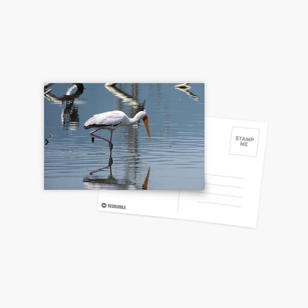 Yellow-billed Stork Postcard
