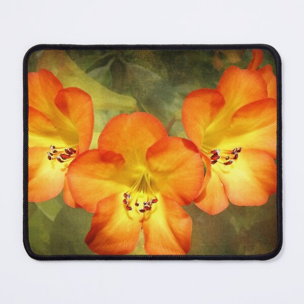 Item preview, Three Hawaiian Beauties designed and sold by Ellen Cotton.