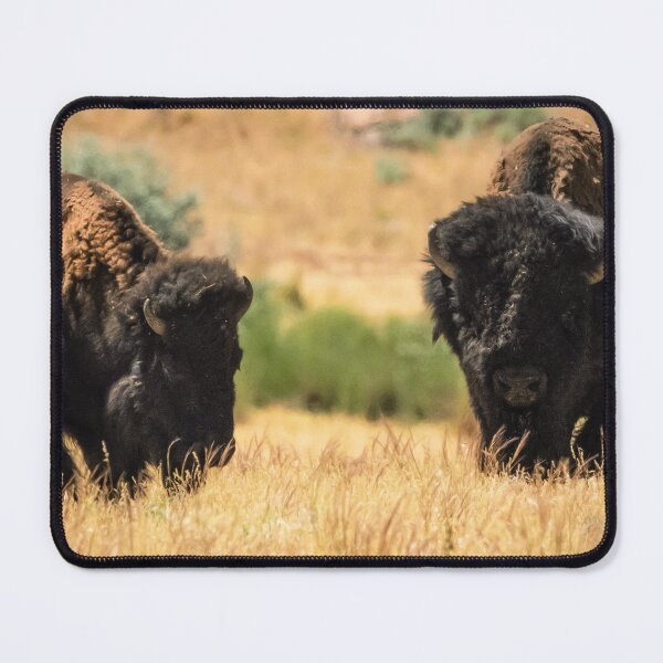 Item preview, 2 Bison - Antelope Island, UT designed and sold by Jake Waller.