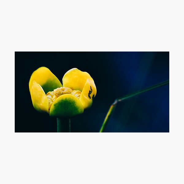 Scarface Photographic Print