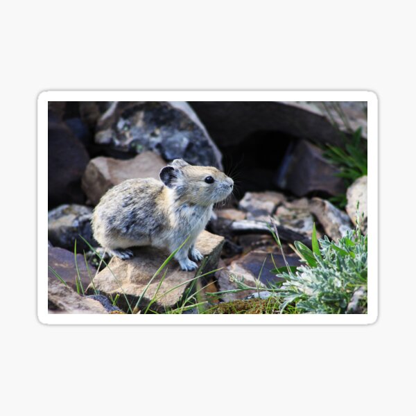Pika Sticker