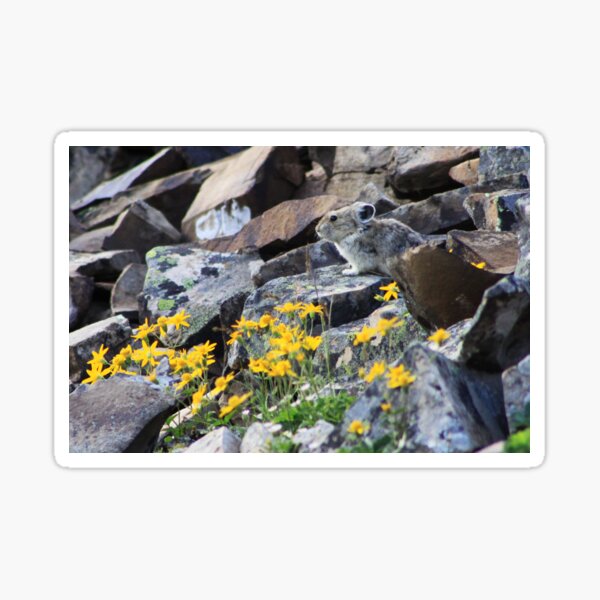 Pika Sticker