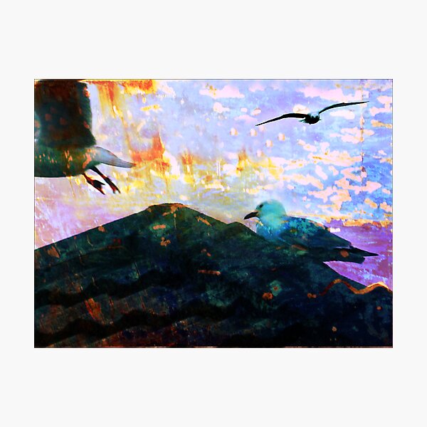 City Gulls Photographic Print