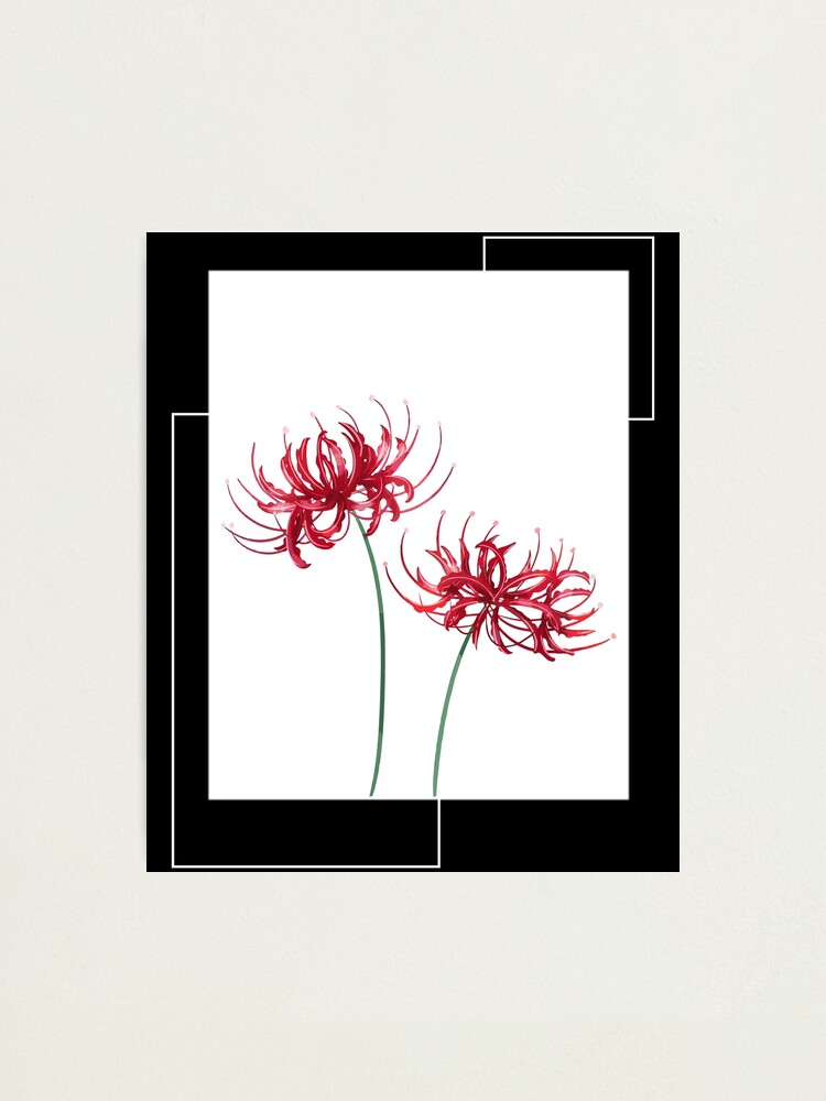 "Red Spider Lily Anime 彼岸花 Lycoris Radiata Higanbana Manjushage Death