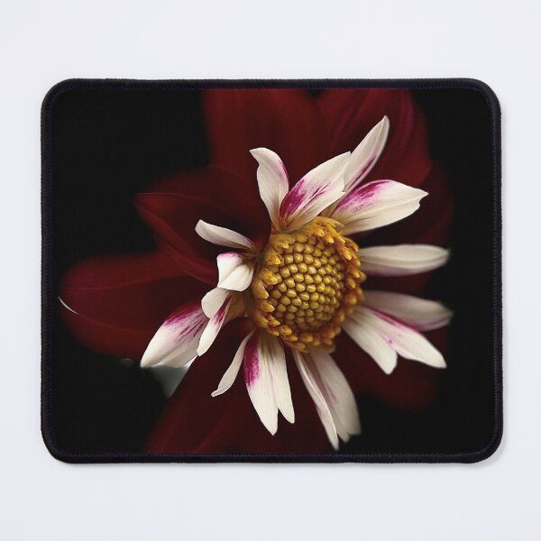 Item preview, Red Dahlia designed and sold by Sarah Curtiss.