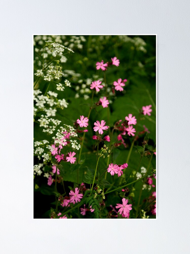 Thumbnail 1 of 3, Poster, Pink Stars designed and sold by jebus.