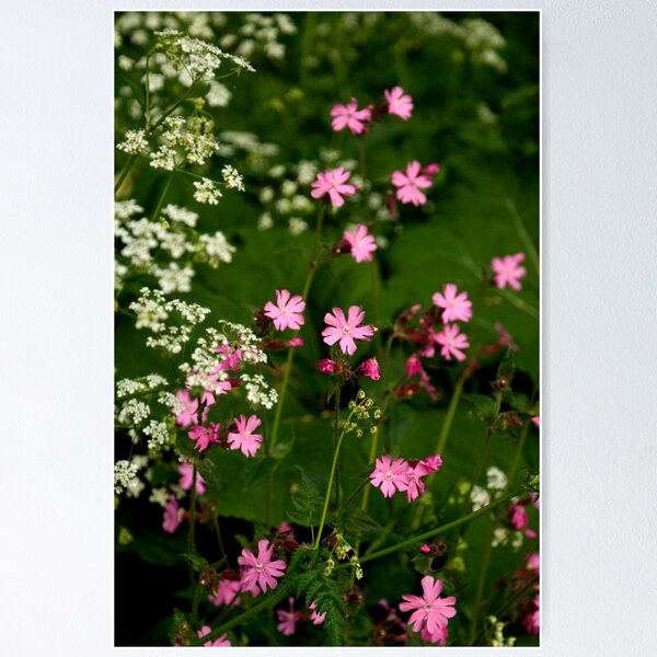 Item preview, Pink Stars designed and sold by Vincent Teh.