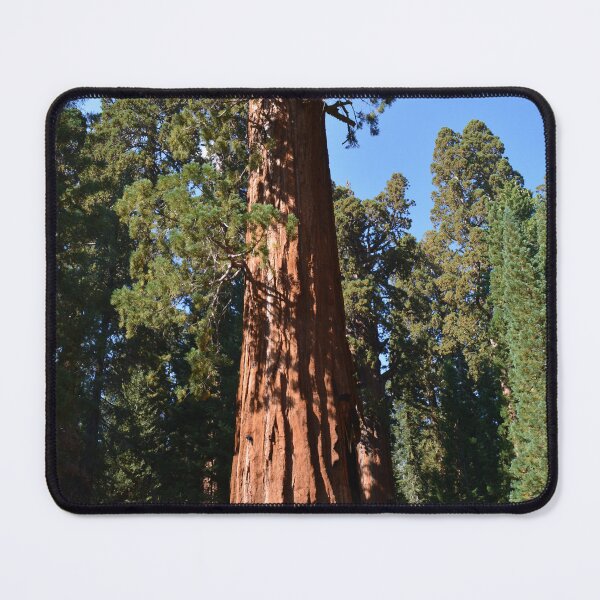 Item preview, Giant Sequoia, Southern California, USA. Nature photograpgy. designed and sold by naturematters.
