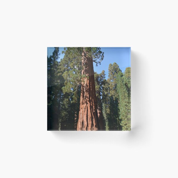 Item preview, Giant Sequoia, Southern California, USA. Nature photograpgy. designed and sold by naturematters.