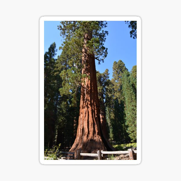 Item preview, Giant Sequoia, Southern California, USA. Nature photograpgy. designed and sold by naturematters.