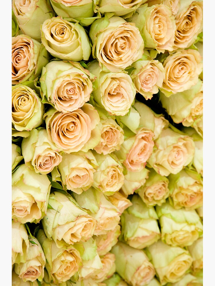 Thumbnail 2 of 2, Greeting Card, Roses designed and sold by GDPhotos.