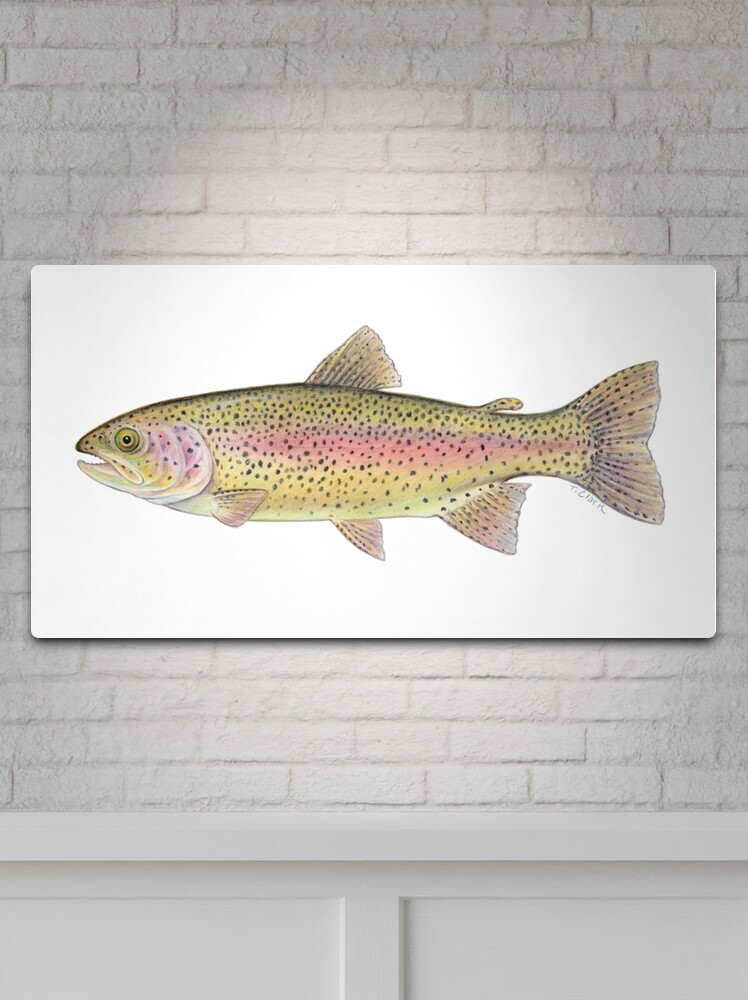 Rainbow Trout (Oncorhynchus mykiss) Metal Print for Sale by