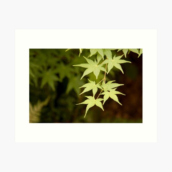 Acer Art Print