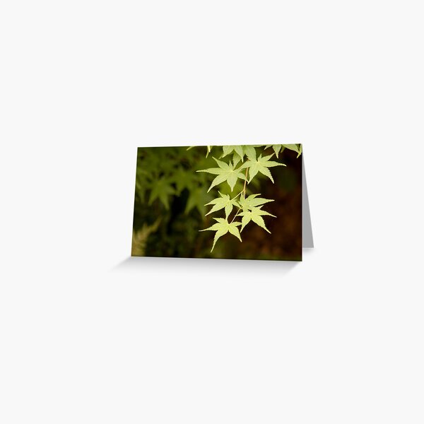 Acer Greeting Card