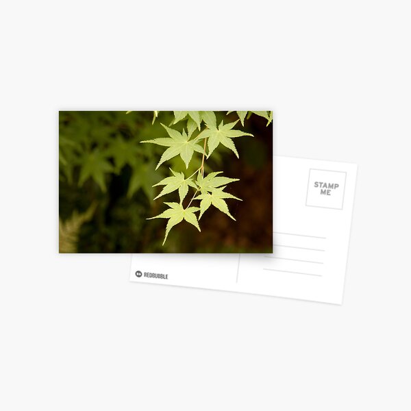 Acer Postcard
