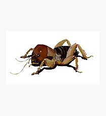Insect Photographic Print