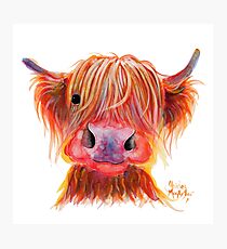 Schottische Highland Haarige Kuh "CHILLI CHOPS" von Shirley MacArthur Fotodruck