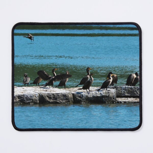 Item preview, Double-crested Cormorant Flock designed and sold by BackyardBirder.