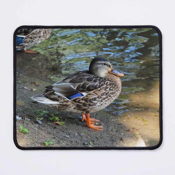 Item preview, Mallard Duck On The Beach designed and sold by BackyardBirder.