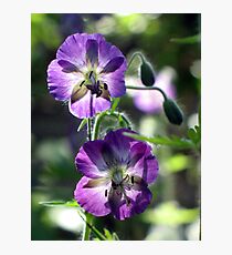 Translucent Photographic Print