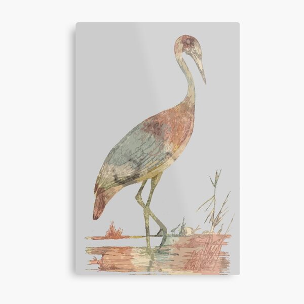 The Brolga Metal Print