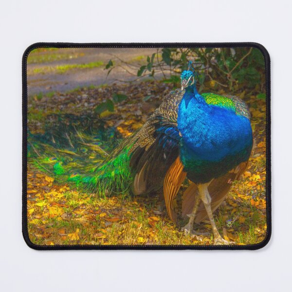 Item preview, The Prowling Peacock designed and sold by Steven Jodoin.