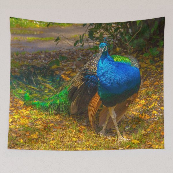 Item preview, The Prowling Peacock designed and sold by Steven Jodoin.