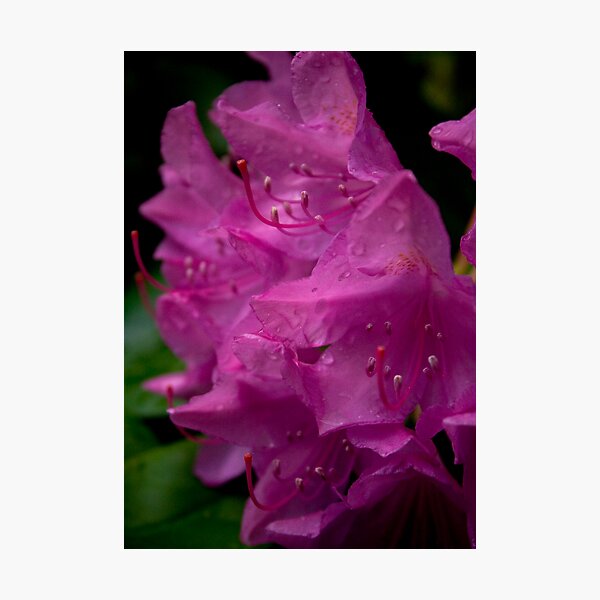 Item preview, Pink Rhododendron designed and sold by jenndes.