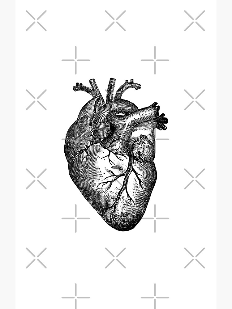 Vintage Heart Anatomy by StilleSkygger