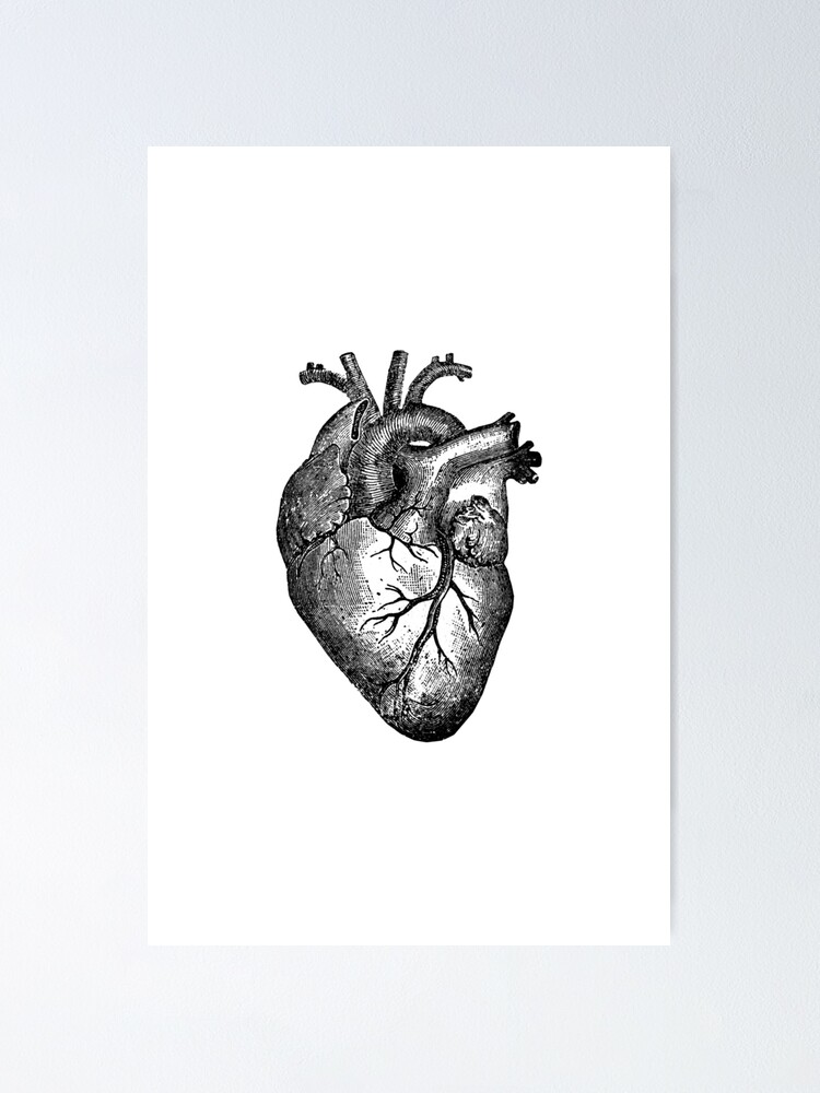 Alternate view of Vintage Heart Anatomy Poster