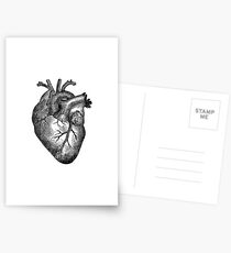 Vintage Heart Anatomy Postcards