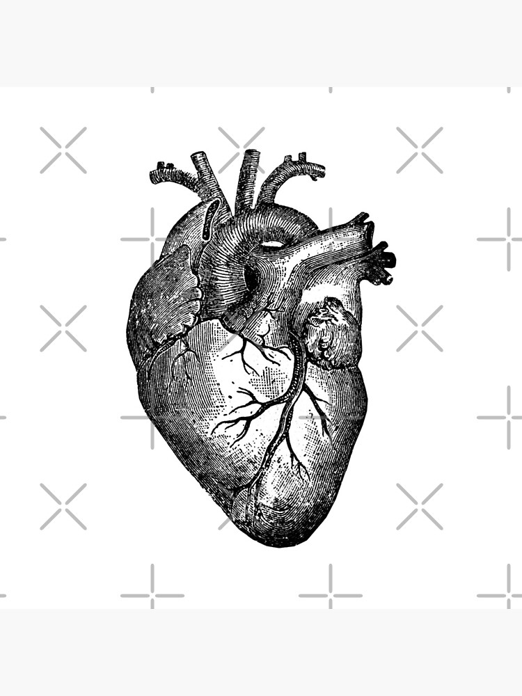 Vintage Heart Anatomy by StilleSkygger