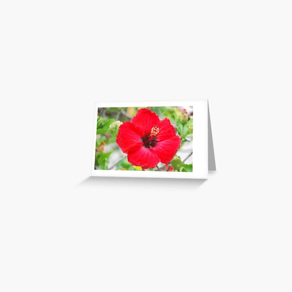 Red In The Sun Greeting Card