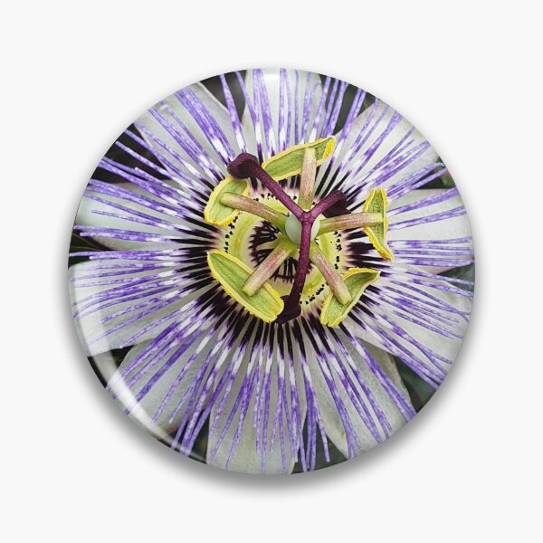 Item preview, Bizarre and beautiful purple passiflora flower (passion flower) photo designed and sold by Pixtela ..