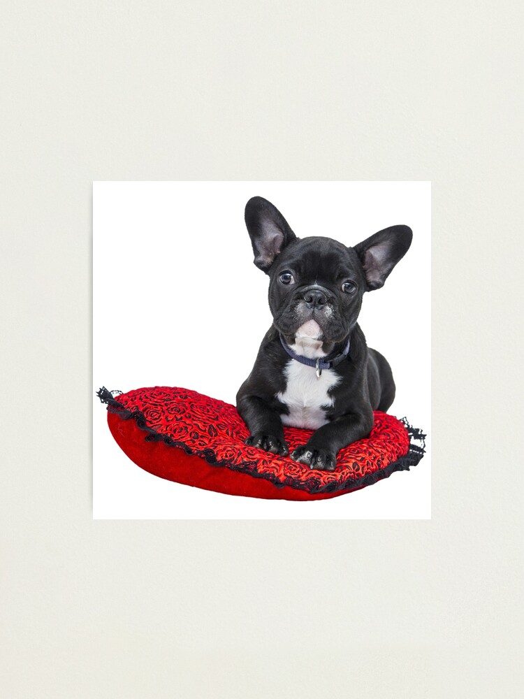 Impression Photo Chiot Bouledogue Francais Noir Et Blanc Par Caninecreations Redbubble