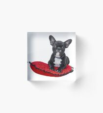 Black and White French Bulldog Acrylic Block