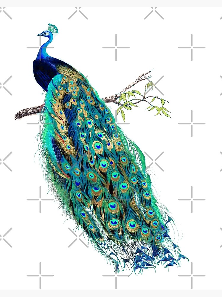 Vintage Peacock, Blue+Gold