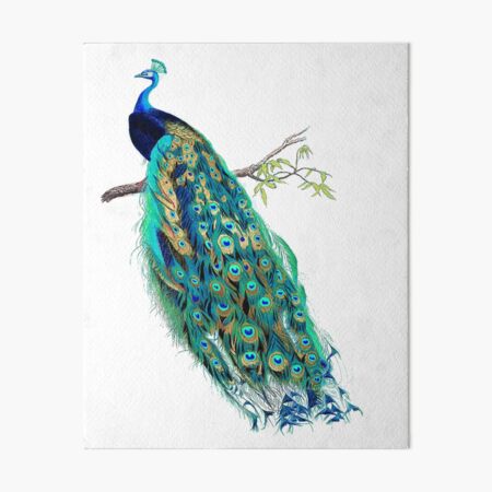 PEACOCK 8X10 GLOSSY PHOTO PICTURE 