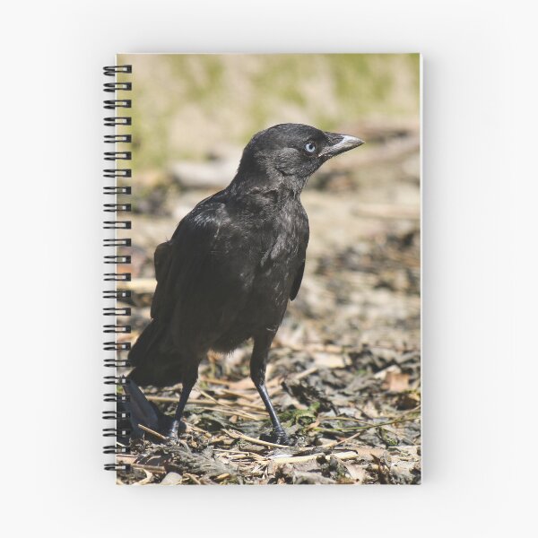Item preview, Baby Jackdaw designed and sold by GreyFeatherPhot.