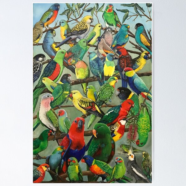 Australian Parakeets Poster